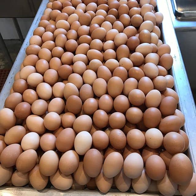EGGS- wholesale and Ratail